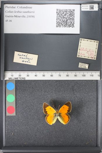 Media type: image;   Entomology 124656